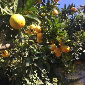 44512385_337779080136743_3524018901136441344_n